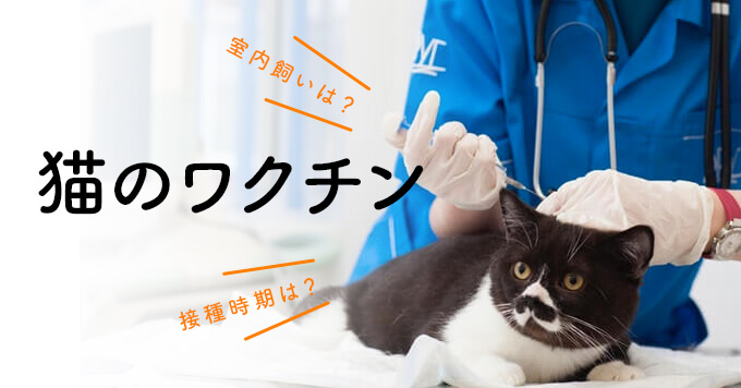 猫のワクチンの疑問にお答えします！室内飼いの猫も必要？接種時期は？